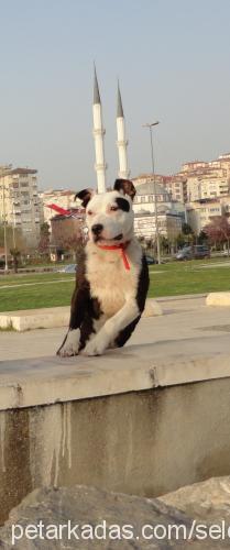 cadı Dişi Amerikan Pitbull Terrier