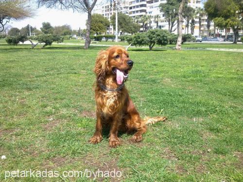 pako Erkek Amerikan Cocker Spaniel