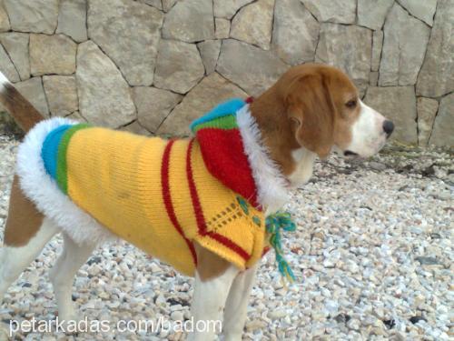 badem Erkek Beagle