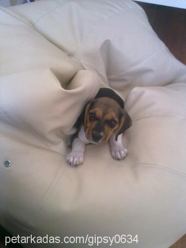 gipsy Dişi Beagle