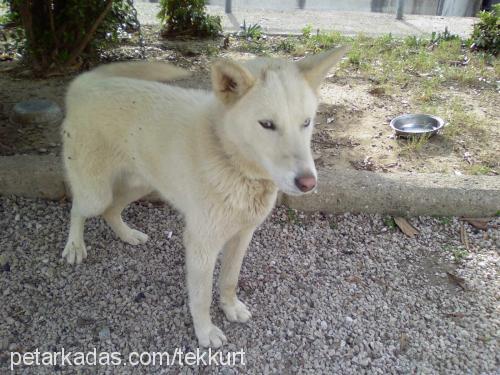 hayalet Erkek Sibirya Kurdu (Husky)