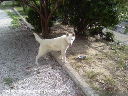 hayalet Erkek Sibirya Kurdu (Husky)