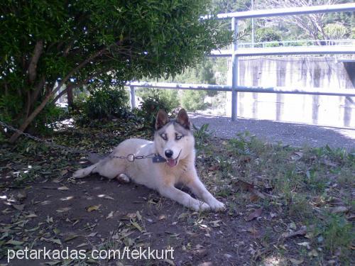 shila Dişi Sibirya Kurdu (Husky)