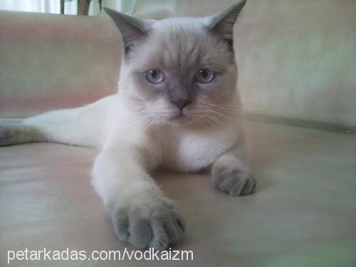 vodka Erkek British Shorthair