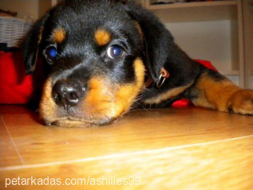 aschilles Erkek Rottweiler