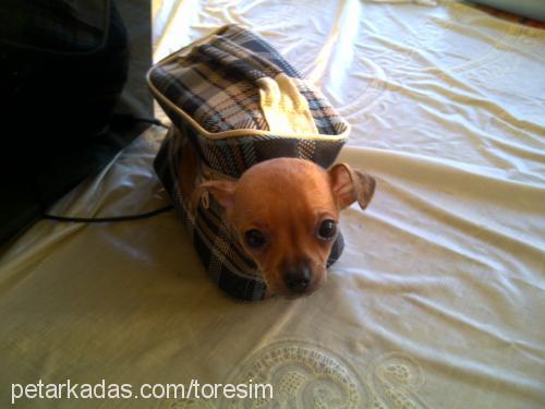 thinthin Erkek Chihuahua