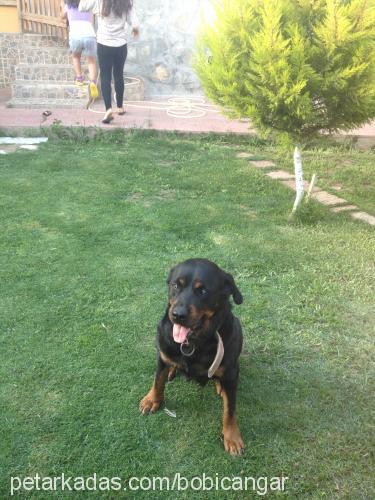 şeker Dişi Rottweiler