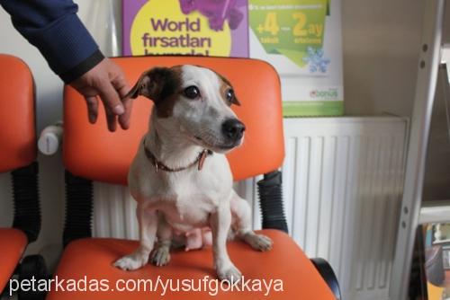 çilek Dişi Jack Russell Terrier