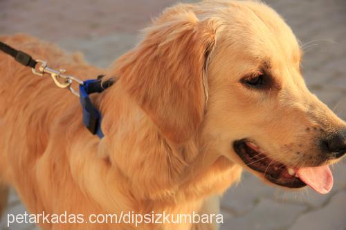 lima Erkek Golden Retriever