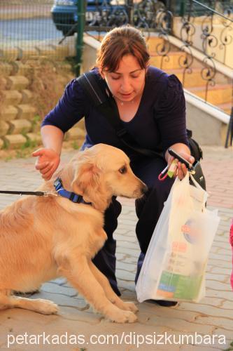 lima Erkek Golden Retriever