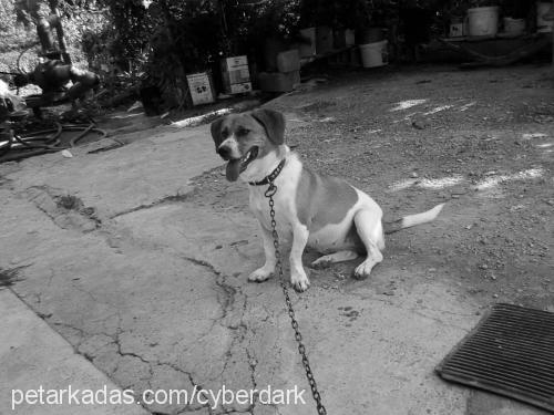nancy Dişi Jack Russell Terrier