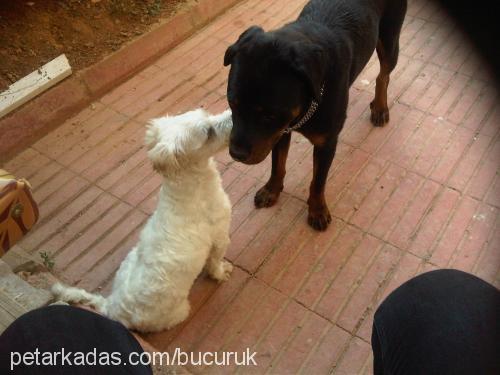 suşi Erkek West Highland White Terrier