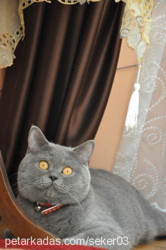 dante Erkek British Shorthair