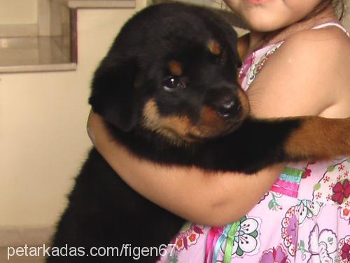 mia Dişi Rottweiler