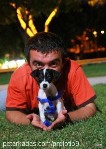 dex Erkek Jack Russell Terrier