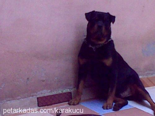 zeus Erkek Rottweiler