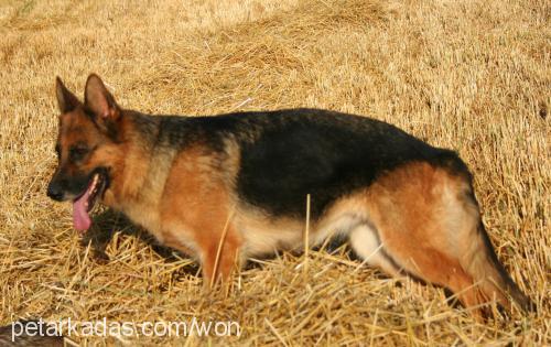 irem Dişi Alman Çoban Köpeği