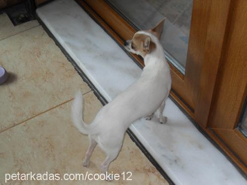cookie Dişi Chihuahua