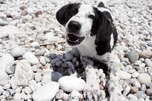 tommy Erkek Sokö (Sokak Köpeği)