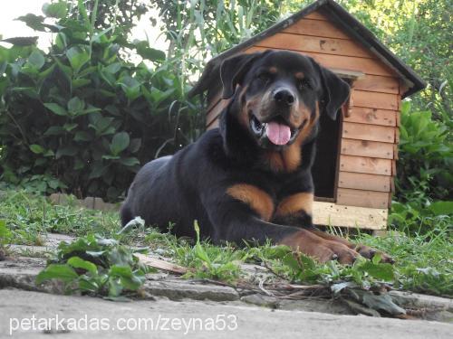 zeus Erkek Rottweiler