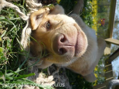 dost Erkek Alman Çoban Köpeği