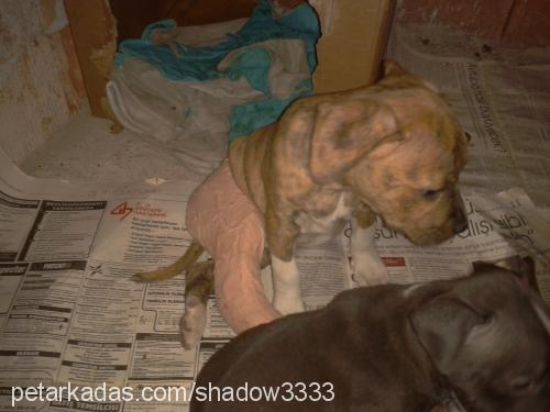 maya Dişi Amerikan Pitbull Terrier