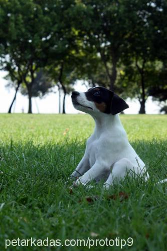 dex Erkek Jack Russell Terrier