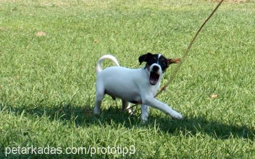 dex Erkek Jack Russell Terrier