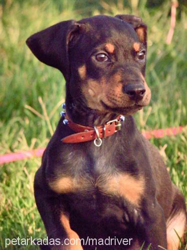 alexandrofreddy Erkek Doberman Pinscher