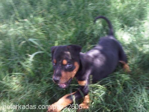 paris Dişi Doberman Pinscher