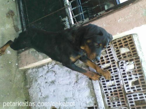 çakal Erkek Rottweiler