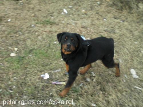 çakal Erkek Rottweiler