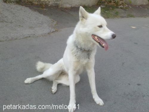 melodi Dişi Alaskan Malamute