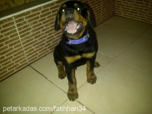 paŞa Erkek Rottweiler