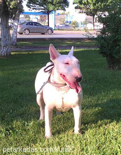 robot Dişi Bull Terrier