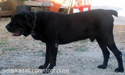 mamba Erkek Cane Corso Italiano