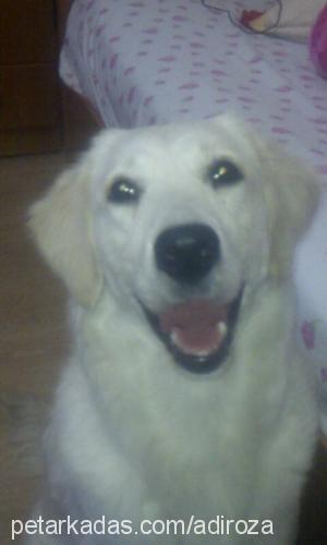 roza Dişi Golden Retriever