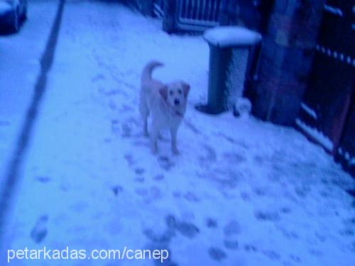 Çakıl Dişi Golden Retriever