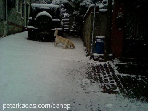 Çakıl Dişi Golden Retriever