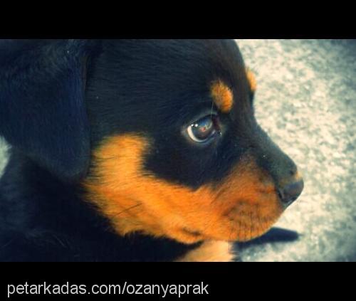 gaffur Erkek Rottweiler