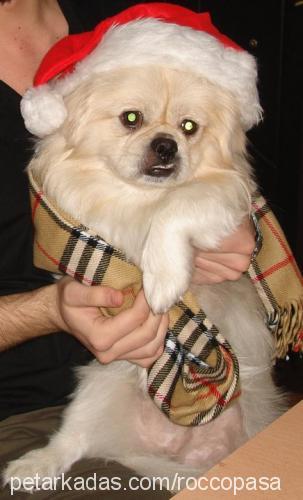 rocco Erkek Pekingese