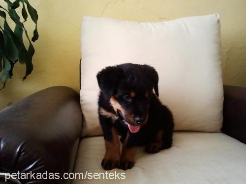 ulubey Erkek Rottweiler