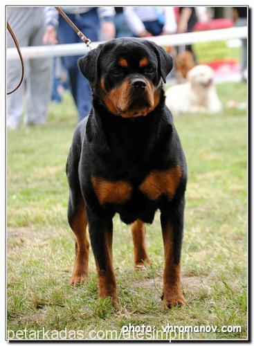 mimivonhausdraz Dişi Rottweiler