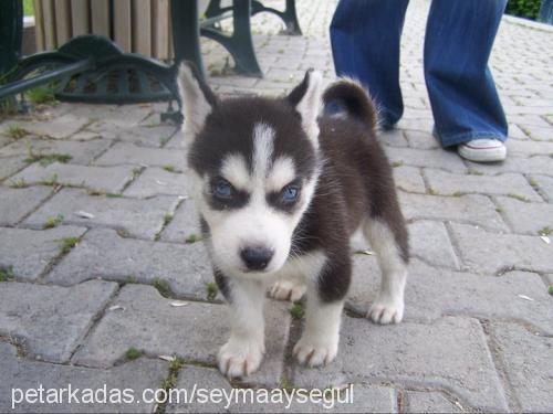 aşil Erkek Sibirya Kurdu (Husky)