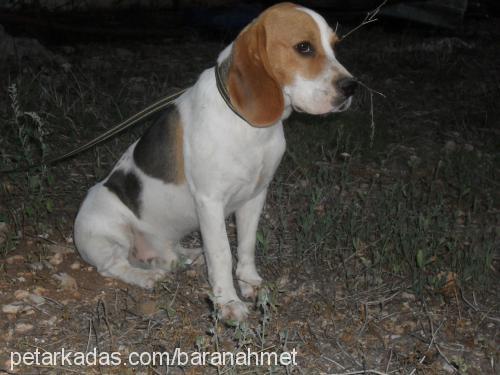 bobo Erkek Beagle