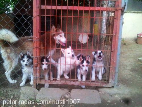 kaymak.Çiko Dişi Sibirya Kurdu (Husky)