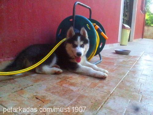 kaymak.Çiko Dişi Sibirya Kurdu (Husky)