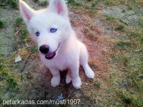 kaymak.Çiko Dişi Sibirya Kurdu (Husky)