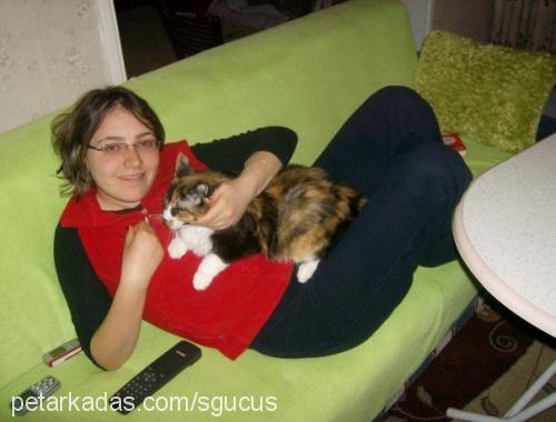 kedi Dişi 