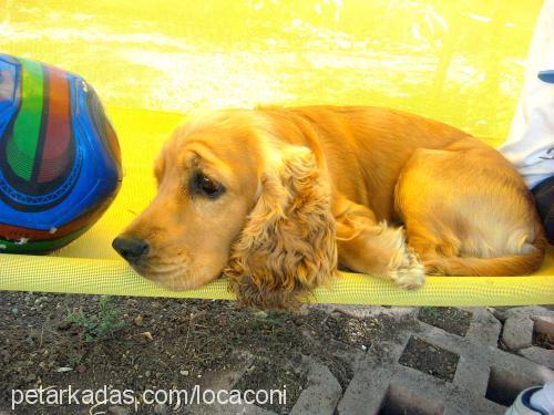 coni Erkek İngiliz Cocker Spaniel